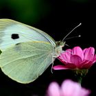 Großer Kohlweißling [Pieris brassicae]