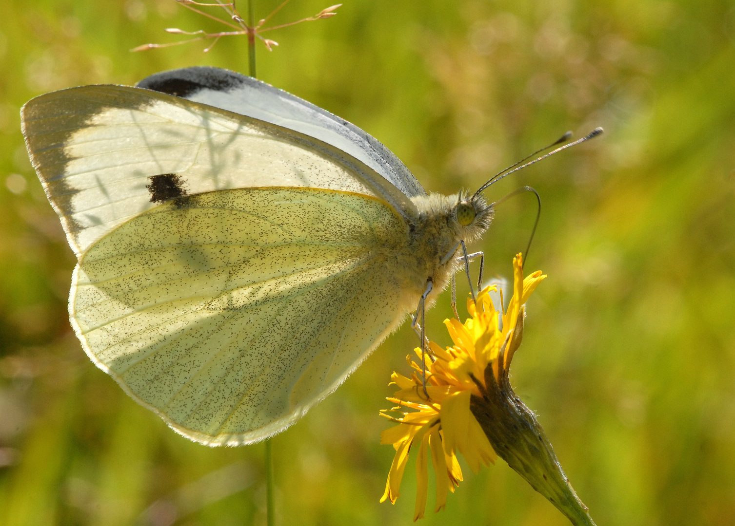 ,, Großer Kohlweißling ( Pieris brassicae ) 1 ,,