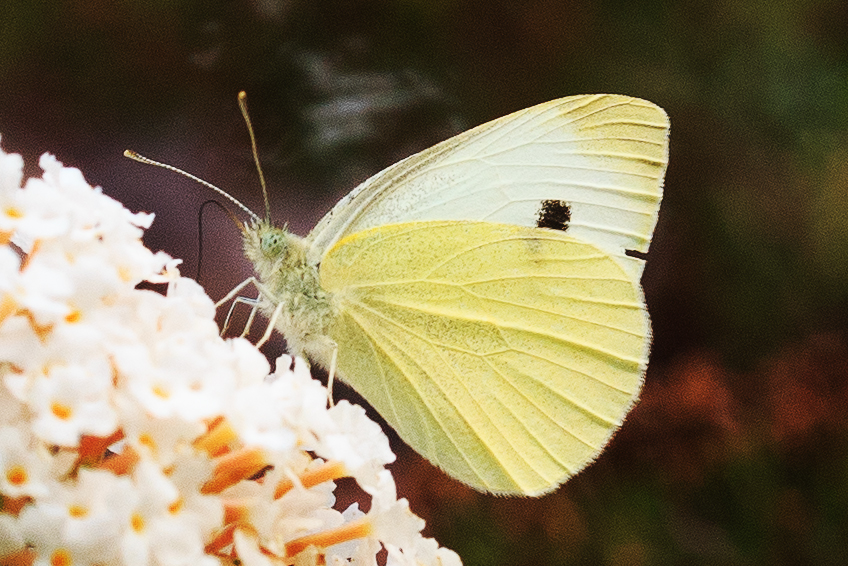 Großer Kohlweißling (Pieris brassicae)