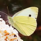 Großer Kohlweißling (Pieris brassicae)