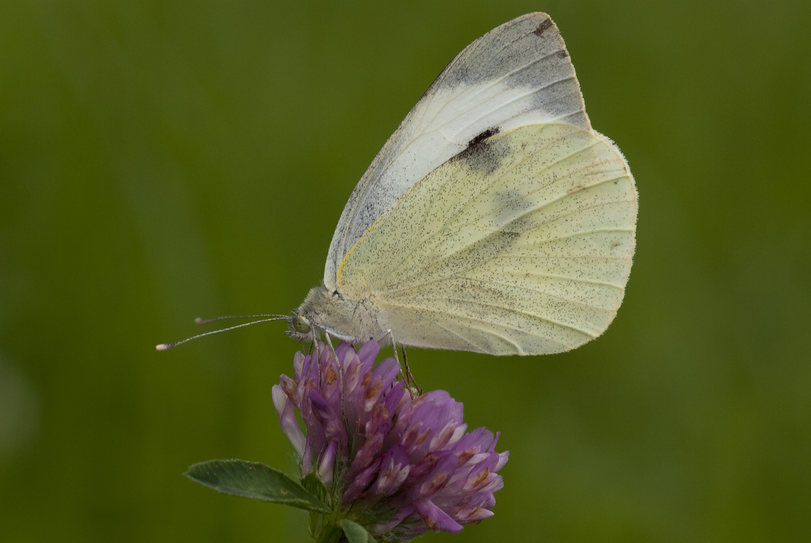 Großer Kohlweißling (Pieris brassicae)