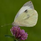 Großer Kohlweißling (Pieris brassicae)