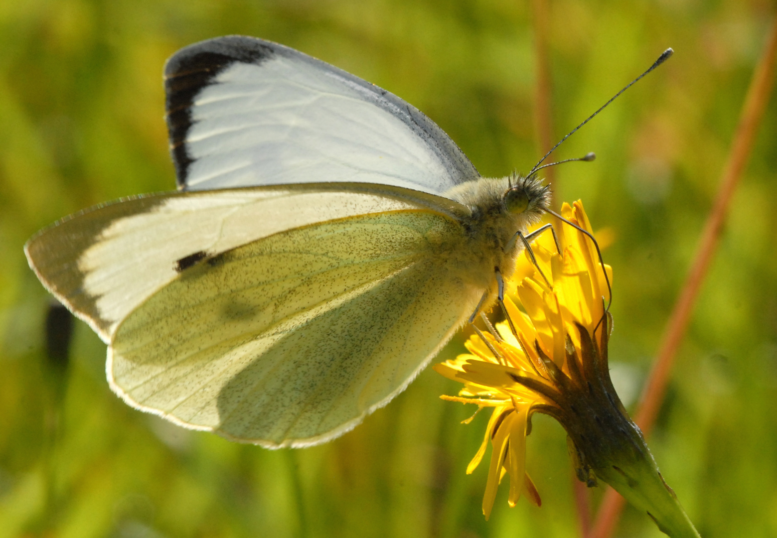 ,, Großer Kohlweißling ( Pieris brassicae ) 2 ,,