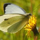 ,, Großer Kohlweißling ( Pieris brassicae ) 2 ,,