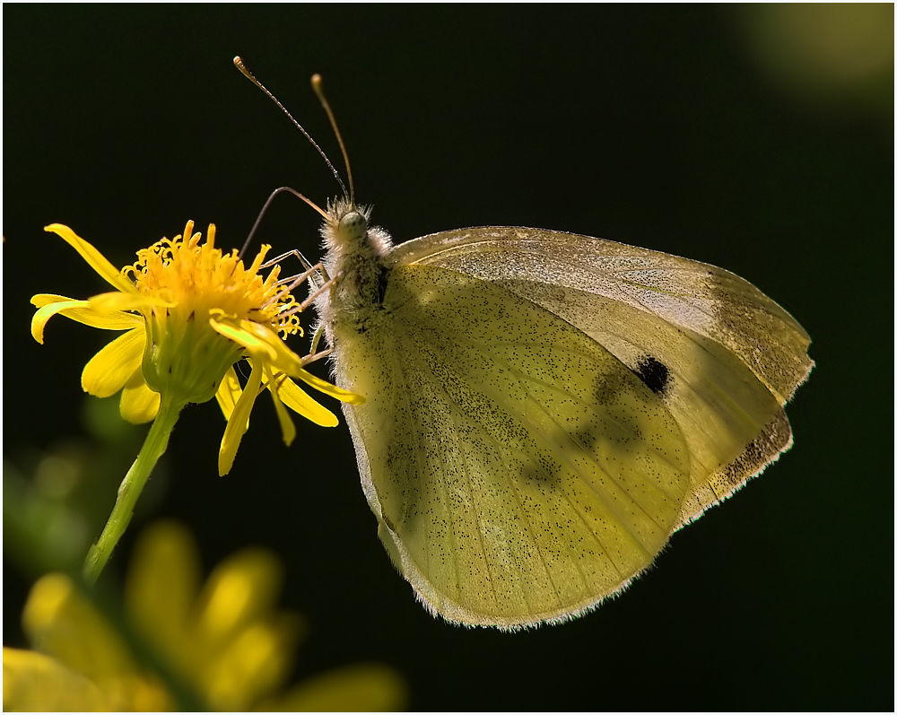 Großer Kohlweißling (Pieris brassicae)