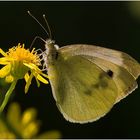 Großer Kohlweißling (Pieris brassicae)