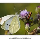 Großer Kohlweißling (Pieris brassicae)