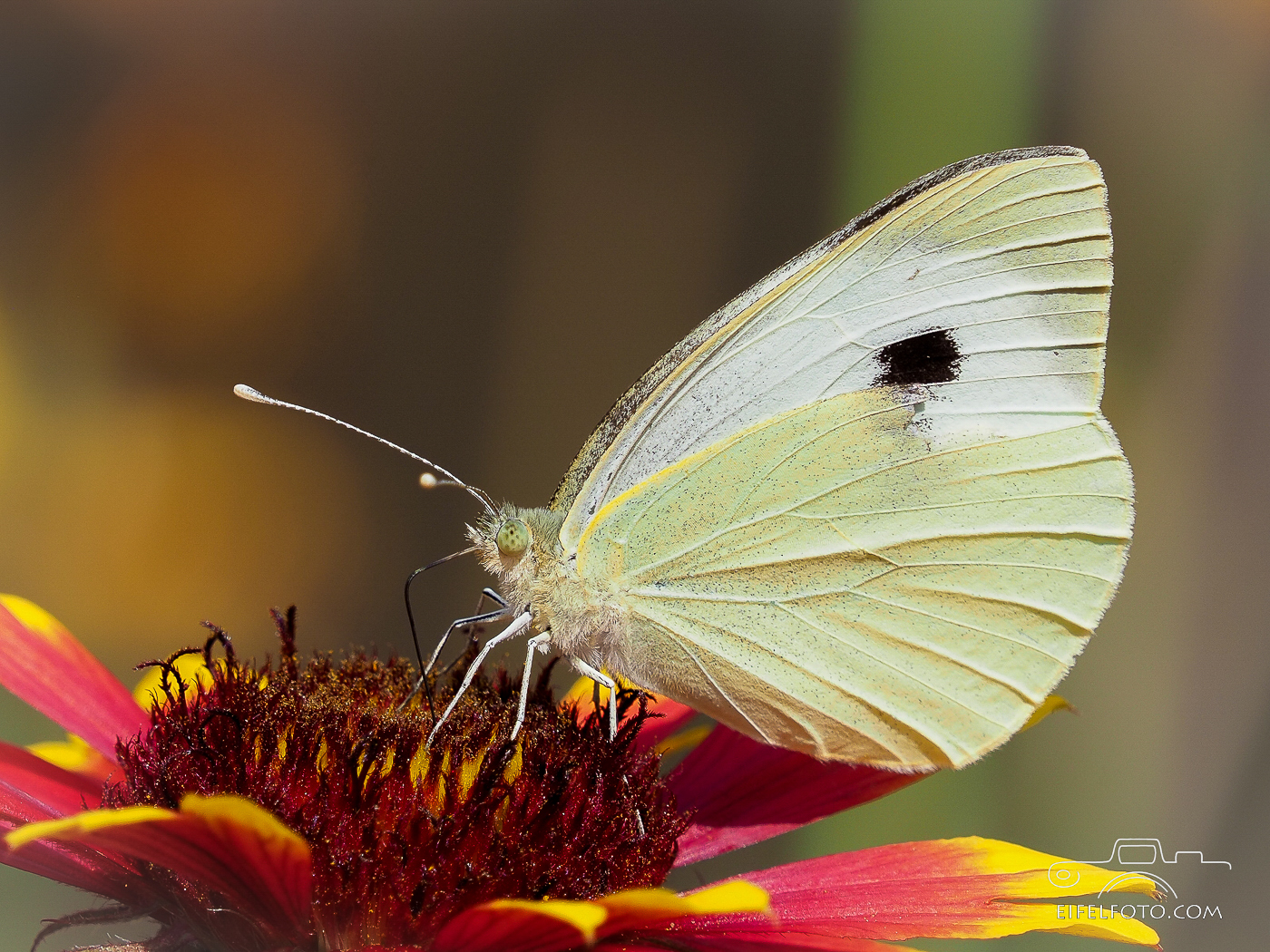  Großer Kohlweißling (Pieris brassicae)