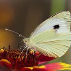  Großer Kohlweißling (Pieris brassicae)