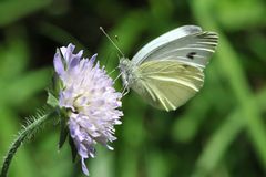 Großer Kohlweißling (Pieris brassicae)