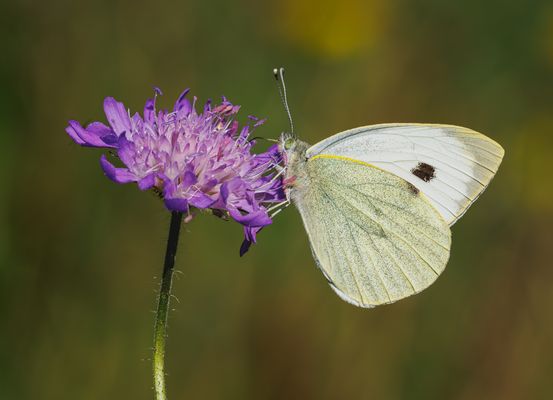 Großer Kohlweißling (Pieris brassicae)