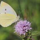 Großer Kohlweißling (Pieris brassicae)