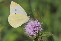 Großer Kohlweißling (Pieris brassicae)