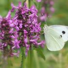 Großer Kohlweißling, Pieris brassicae