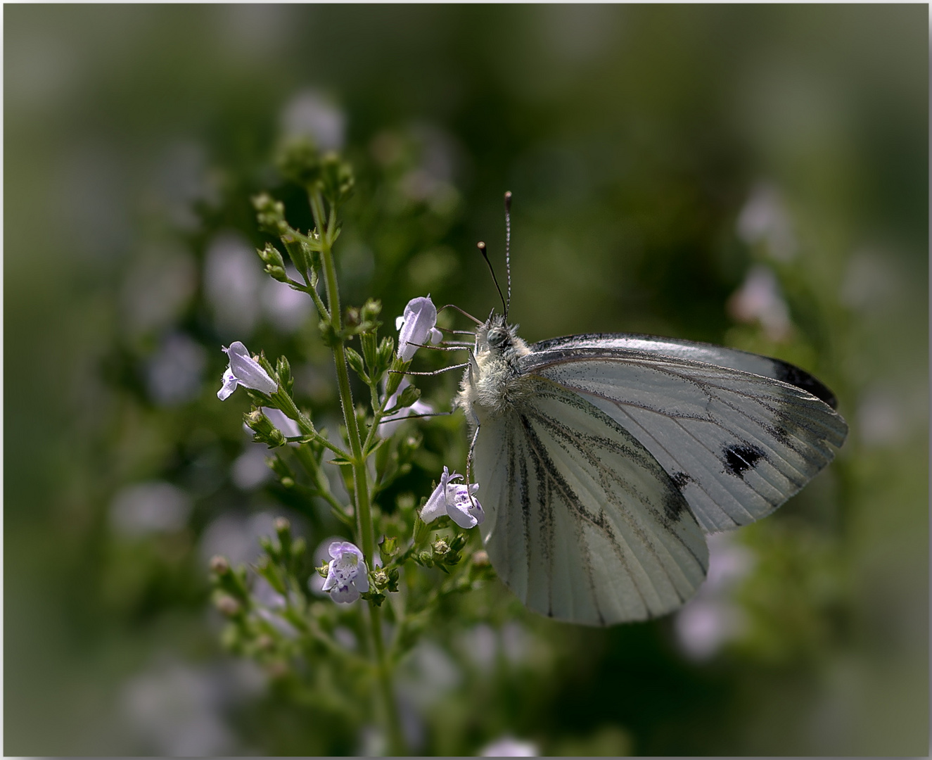 Großer Kohlweißling (Pieris brassicae)