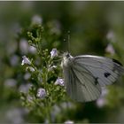 Großer Kohlweißling (Pieris brassicae)