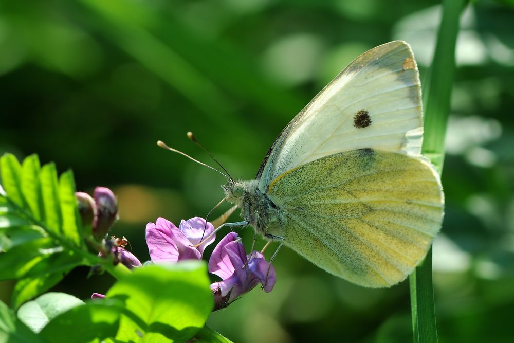 Großer Kohlweißling - (Pieris brassicae)