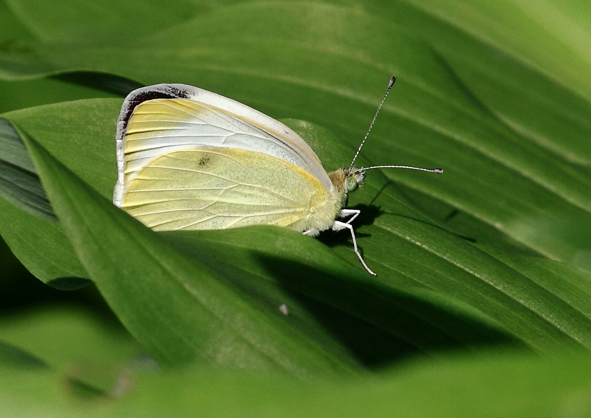 Großer Kohlweißling (Pieris brassicae) 