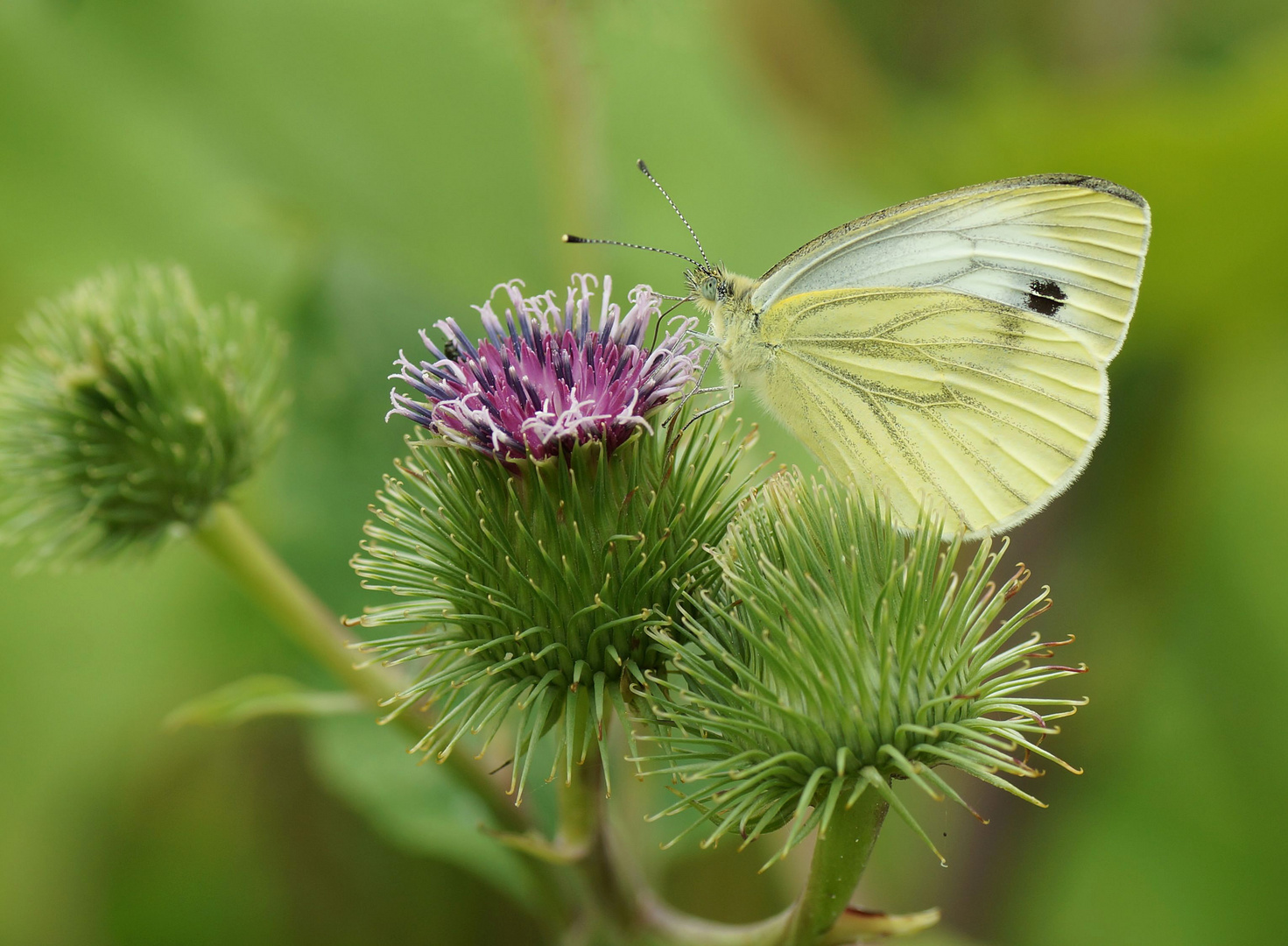 Großer Kohlweißling (Pieris brassicae)