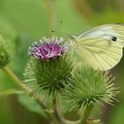 Großer Kohlweißling (Pieris brassicae)