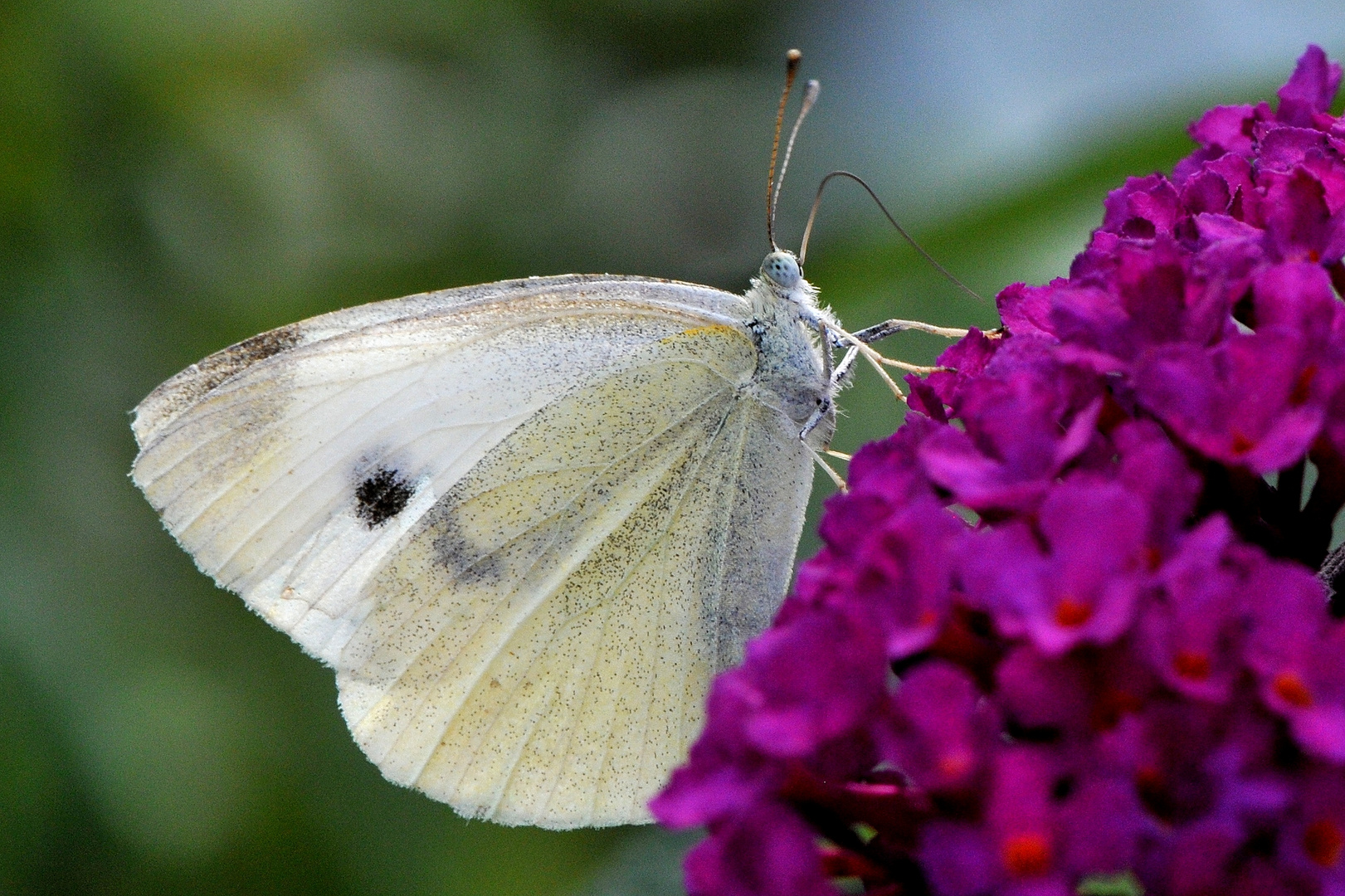 Großer Kohlweißling (Pieris brassicae)