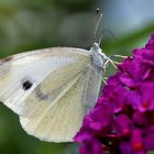 Großer Kohlweißling (Pieris brassicae)