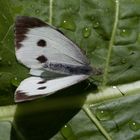 Großer Kohlweißling (Pieris brassicae)