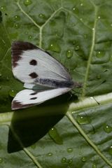 Großer Kohlweißling (Pieris brassicae)