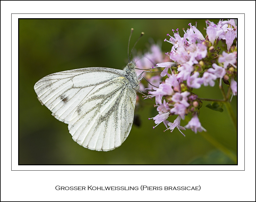 Großer Kohlweißling (Pieris brassicae)