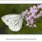 Großer Kohlweißling (Pieris brassicae)