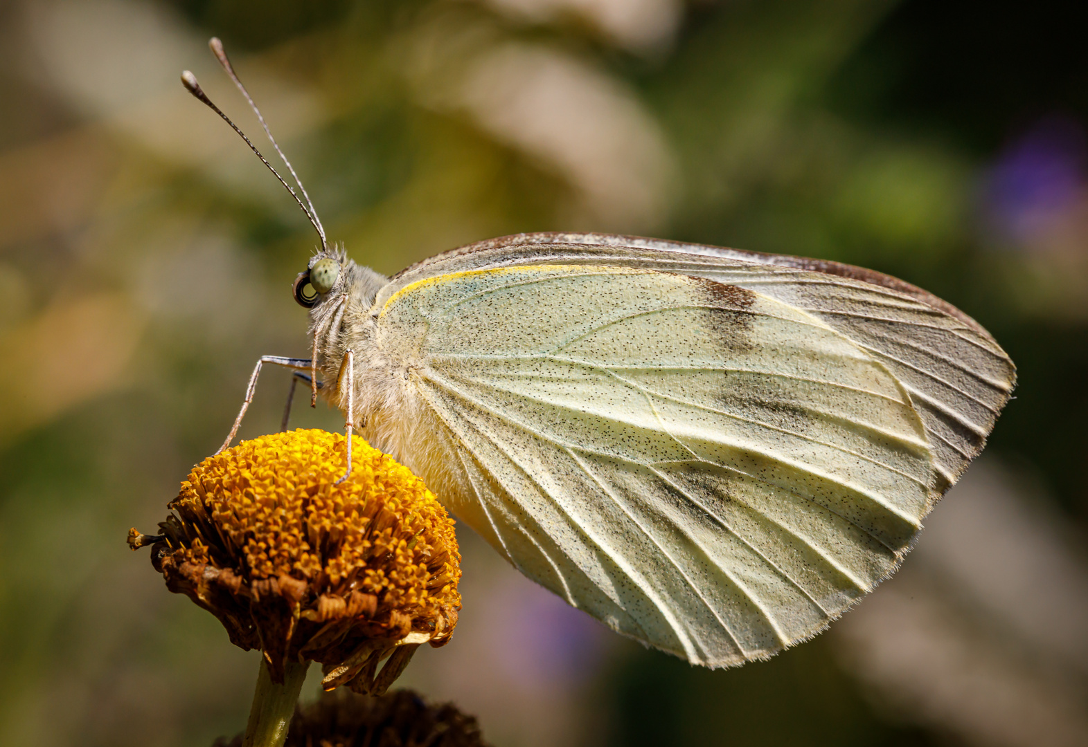 Großer Kohlweißling (Pieris brassicae)