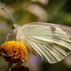 Großer Kohlweißling (Pieris brassicae)