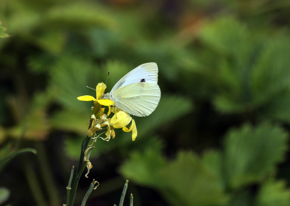 Großer Kohlweißling (Pieris brassicae)