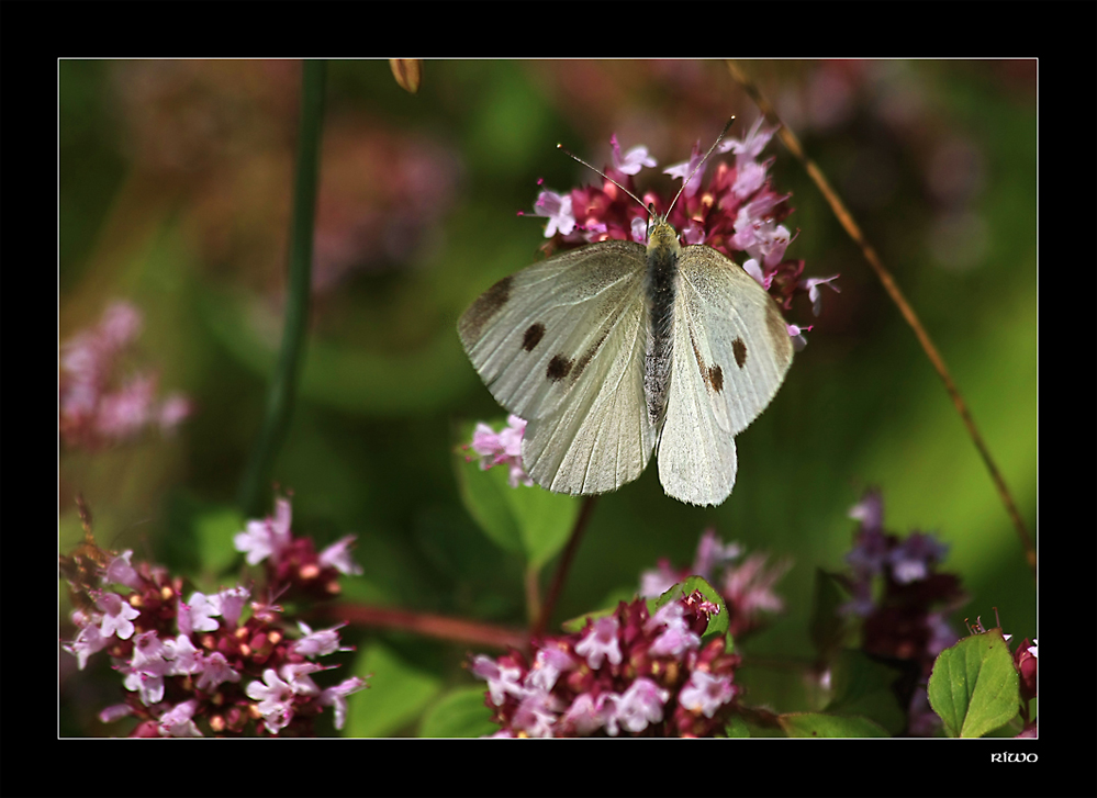 Großer Kohlweißling... (Pieris brassicae)