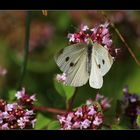 Großer Kohlweißling... (Pieris brassicae)