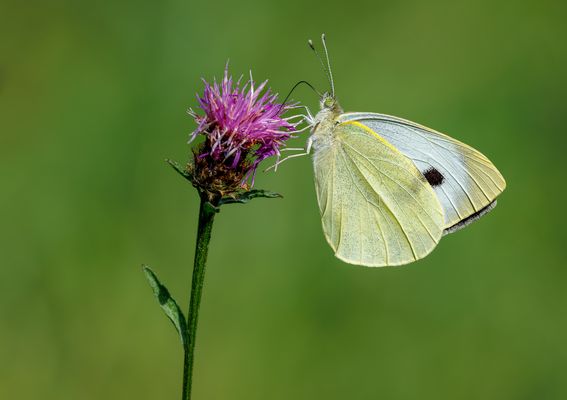 Großer Kohlweißling (Pieris brassicae) 