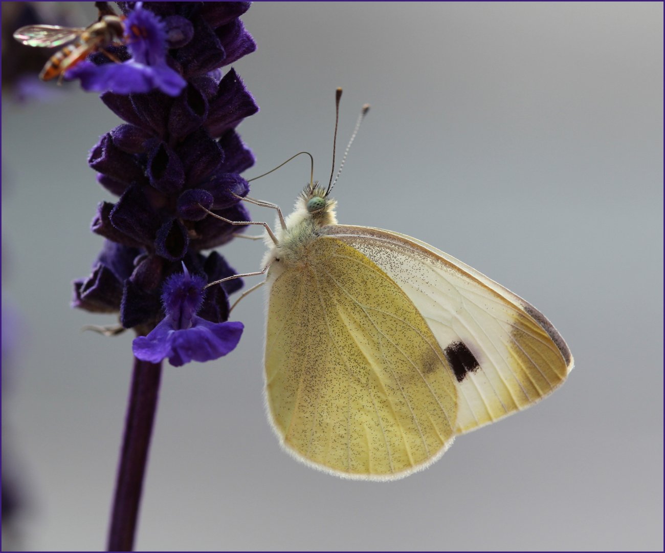 Großer Kohlweißling (Pieris brassicae).