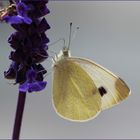 Großer Kohlweißling (Pieris brassicae).