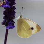 Großer Kohlweißling (Pieris brassicae).