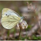 Großer Kohlweißling (Pieris brassicae)