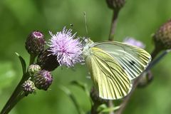 großer Kohlweissling (Pieris Brassicae)