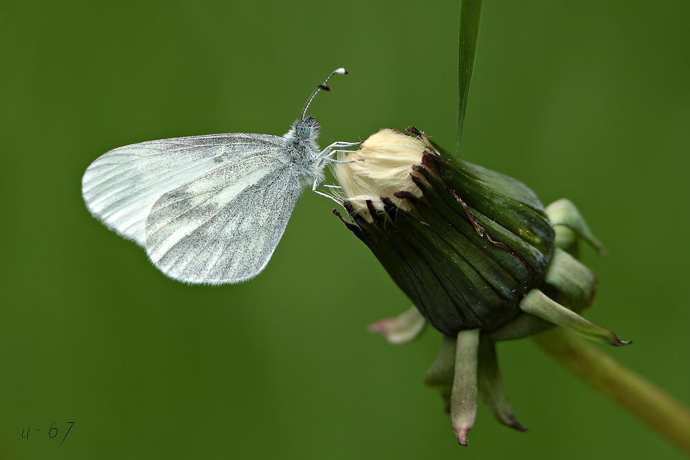 Großer Kohlweißling (Pieris brassicae)