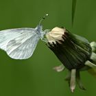 Großer Kohlweißling (Pieris brassicae)