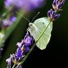 Großer Kohlweißling (Pieris brassicae) am Lavendel