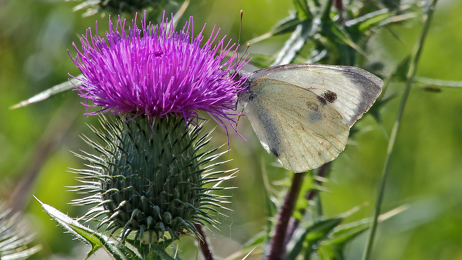 Großer Kohlweißling - Pieris brassicae an der Mariendistelblüte  (Silybum marianum)