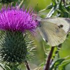 Großer Kohlweißling - Pieris brassicae an der Mariendistelblüte  (Silybum marianum)