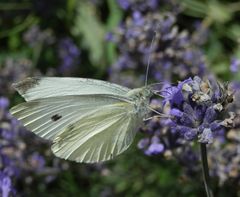 Großer Kohlweißling (Pieris brassicae)  auf Lavendel