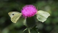 Großer Kohlweißling (Pieris brassicae)