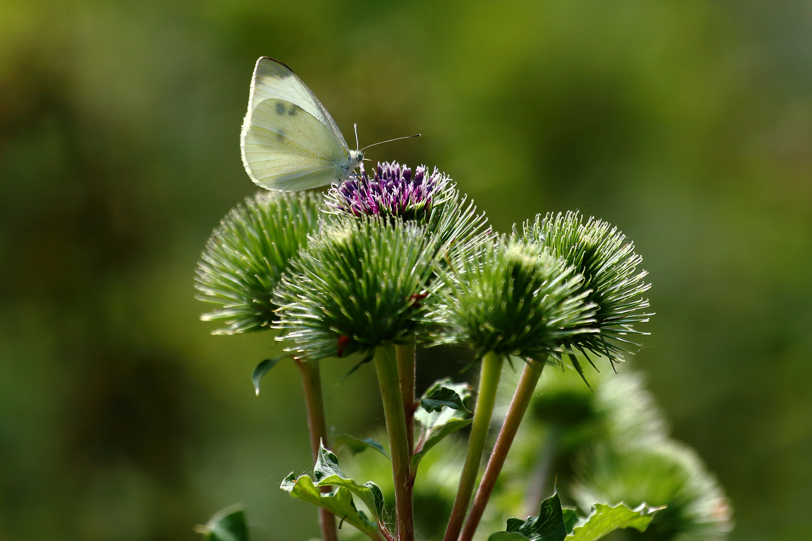 Großer Kohlweißling (Pieris brassicae)