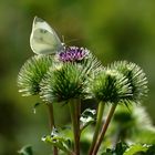 Großer Kohlweißling (Pieris brassicae)